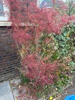 Japanse Esdoorn (Acer palmatum) - Rode bladeren, Vaste plant, Bloeit niet, Halfschaduw, Ophalen