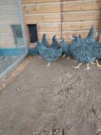 Amrock kippen, Vrouwelijk, Kip