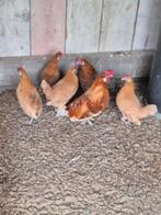 Friese hoen kriel 5 hennen en 1 haan, Dieren en Toebehoren, Meerdere dieren, Kip