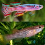 Killivis Aphyosemion striatum, Vis