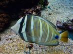 Zebrasoma Veliferum, Vis, Zoutwatervis