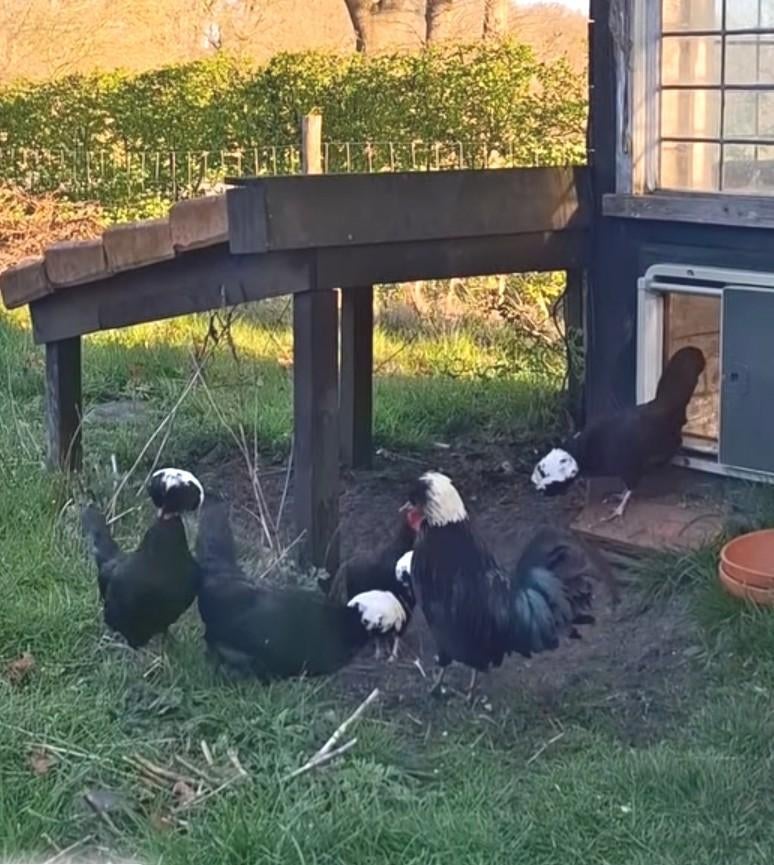 Hollandse Kuifhoen broedeieren eieren, Geslacht onbekend, Kip