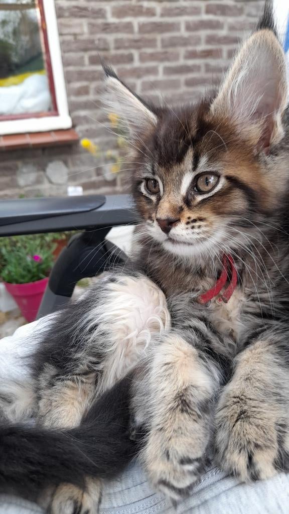 Mooie Maine Coon poes, Dieren en Toebehoren, Katten en Kittens | Raskatten | Langhaar, Poes, Met stamboom, 0 tot 2 jaar