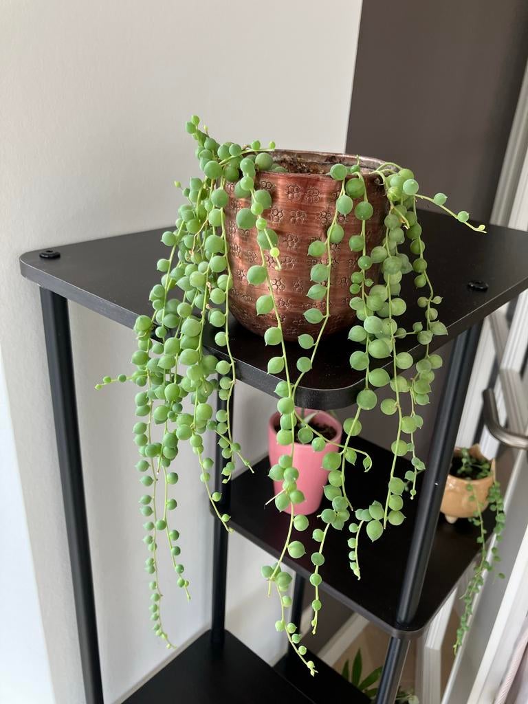 Erwtenplant (Senecio Rowleyanus) in pot, Ophalen, Vetplant, Halfschaduw, In pot