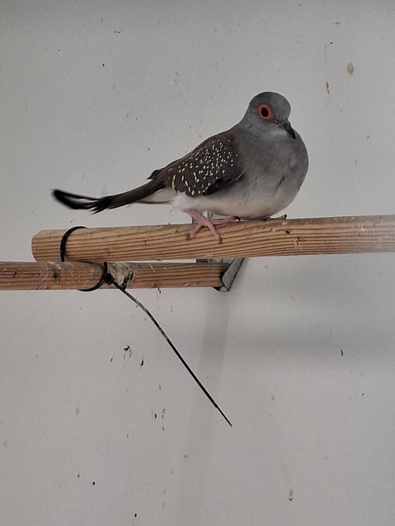 Te koop koppel wildkleur diamantduiven, Dieren en Toebehoren, Vogels | Overige Vogels, Meerdere dieren