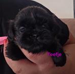 5 prachtige boomer pups!, Dieren en Toebehoren, Honden | Chihuahua's en Gezelschapshonden, Overige rassen, 8 tot 15 weken, Meerdere