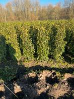 Portugese laurier  60/80 - 80/100 - 100/120 - ACTIEPRIJS, Ophalen, Laurier, Haag, 100 tot 250 cm