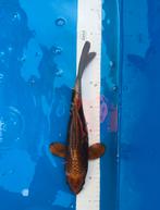 Te koop: Mukashi Ogon koikarper, Dieren en Toebehoren, Karper of Koi