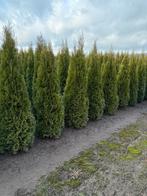 Haagplanten - vele soorten en maten - 40 t/m 220 cm, Ophalen of Verzenden, Laurier, Haag