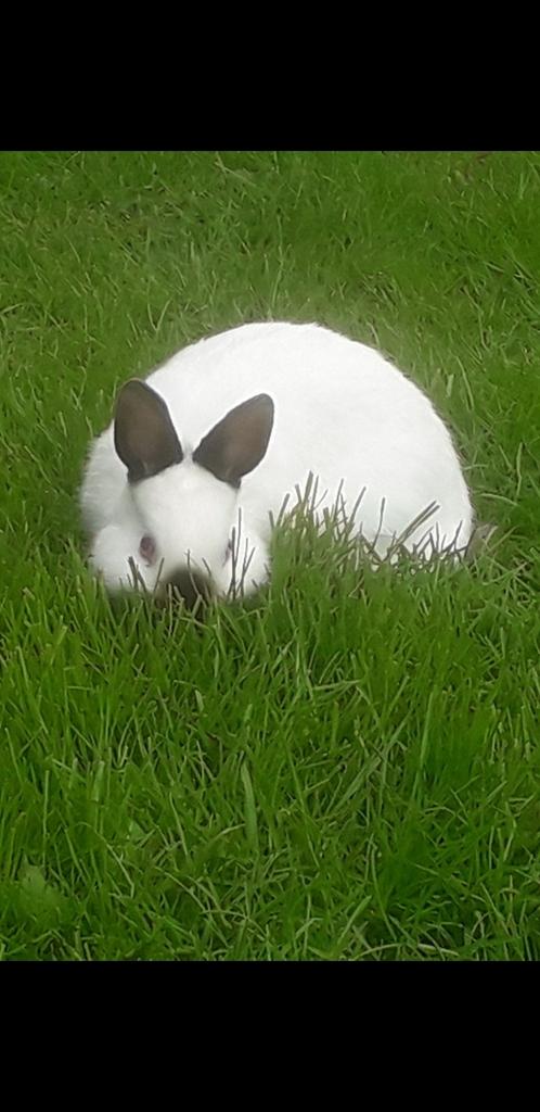 Mooie kleurdwerg met Rustekening ter dekking!, Dieren en Toebehoren