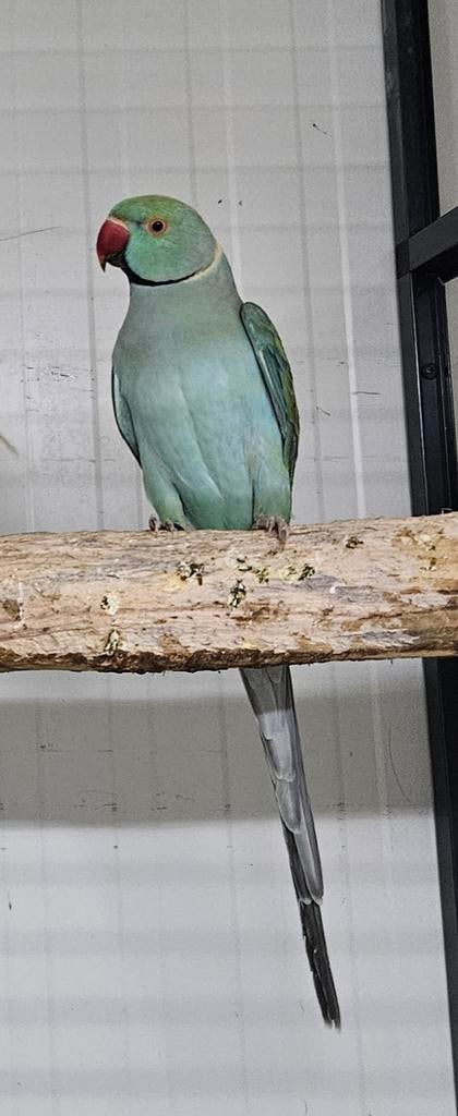 1-0 Halsbandparkiet, Mannelijk, Parkiet, Geringd