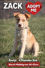 LIEVE PUPS ZOEKEN EEN THUIS – ZACK, ZURI & ZOLA, Particulier, 15 weken tot 1 jaar, Buitenland, Parvo