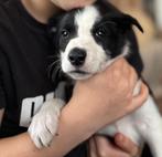 border collie pups, Dieren en Toebehoren, 8 tot 15 weken, Collie, Meerdere, Meerdere dieren