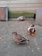 Broed eieren kwaker, Dieren en Toebehoren, Pluimvee, Geslacht onbekend, Kip