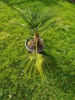Winterharde Dwergpalm (Trachycarpus fortunei), Volle zon, Vaste plant, Bloeit niet, Ophalen