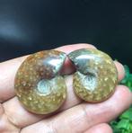 2 Mooie ammonieten (W1) deels doorzichtig waardoor luchtkame, Verzenden, Fossiel
