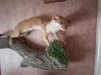 Taxidermy, Verzamelen, Dierenverzamelingen, Verzenden, Nieuw, Overige soorten, Opgezet dier