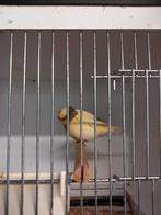 Gloster kanarie man 1x, Mannelijk, Kleurkanarie