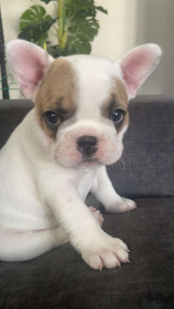 Franse Bulldog pups,17 april zijn ze 8 weken oud., Dieren en Toebehoren, Honden | Jack Russells en Terriërs, Parvo, Overige rassen