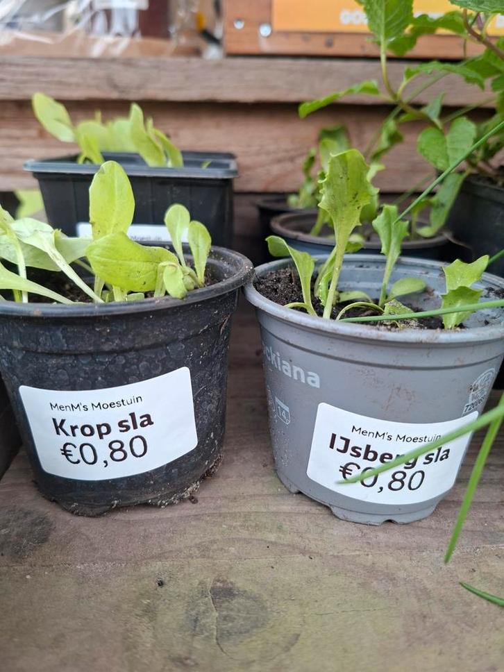 Kropsla en ijsbergsla plantjes, Tuin en Terras, Planten | Tuinplanten, Eenjarig, Volle zon, Ophalen