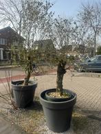 Olijfboomen, Tuin en Terras, Planten | Bomen, Ophalen of Verzenden, Volle zon, Overige soorten, Minder dan 100 cm
