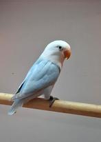 Te koop  fischerie  Blauw opaline dilute., Meerdere dieren, Dwergpapegaai of Agapornis, Geringd