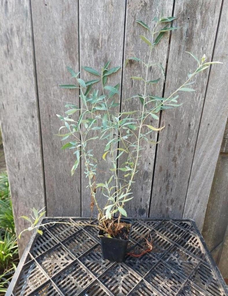 Caryopteris Heavenly blue P9, Ophalen, Overige soorten, Struik, Minder dan 100 cm