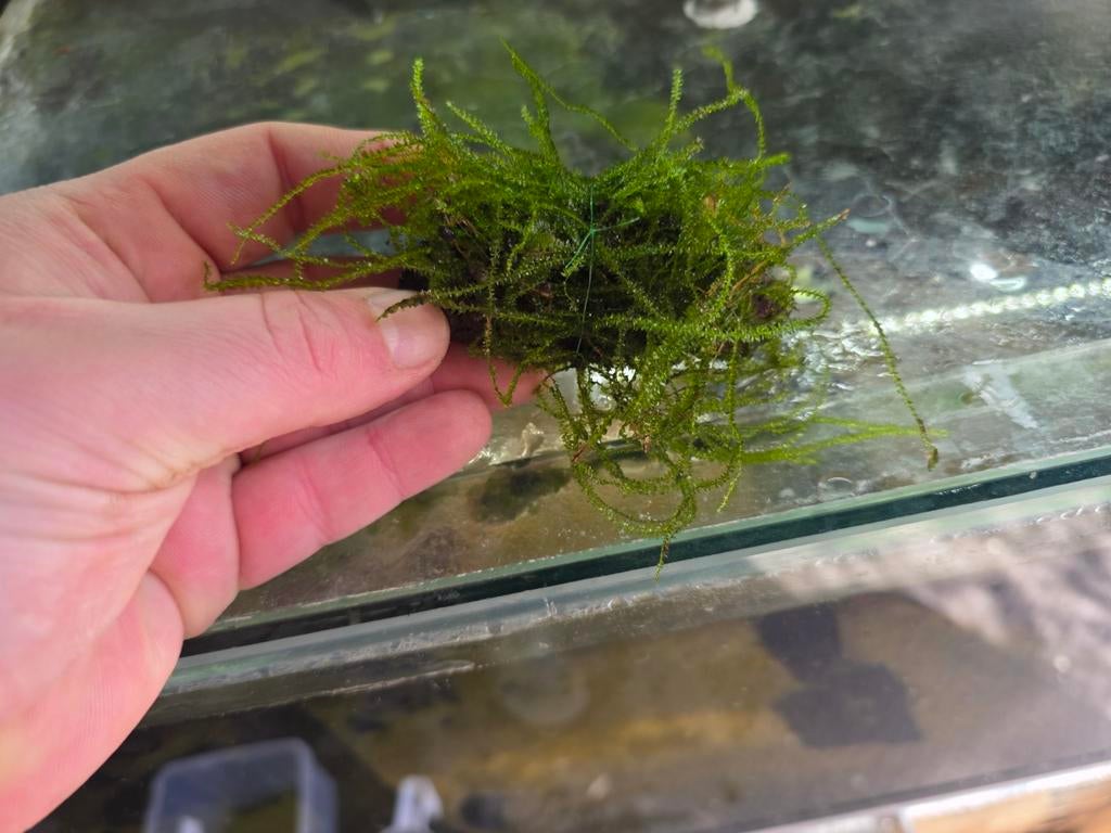 lavasteen met Javamos, Ophalen of Verzenden, Nieuw, Plant(en), Steen of Hout