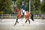 Te koop mooie dressuur ruin, Ruin, Dressuurpaard