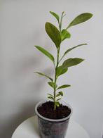 Citroenplant 2, Huis en Inrichting, Ophalen, Fruitplant, Halfschaduw, In pot