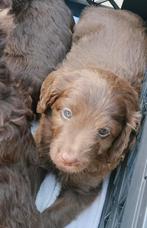 Labradoodle pup, groeien in huis met kids, mogen evt al mee, Overige rassen, 8 tot 15 weken, Meerdere, Meerdere dieren