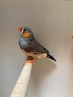 zebravink grijs/wildkleur man, Mannelijk