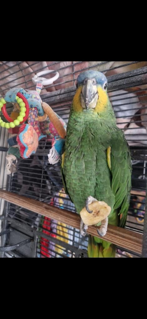 Venezuela Amzone, Mannelijk, Papegaai, Pratend