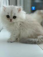 Ras kittens te koop, Meerdere dieren