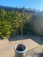 Eikenboom zonder pot, ca. 1,5meter hoog, Tuin en Terras, Planten | Bomen, Bloeit niet, Overige soorten, 100 tot 250 cm, Ophalen