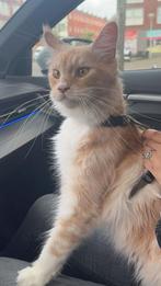 Maine coon poes, Poes, Met stamboom, 3 tot 5 jaar