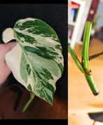 Monstera variegata stek, Huis en Inrichting, Kamerplanten, Ophalen, Halfschaduw, Minder dan 100 cm