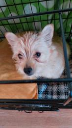 Yorkshire/pomeriaan aangeboden, Yorkshire Terriër, België, Particulier, 15 weken tot 1 jaar