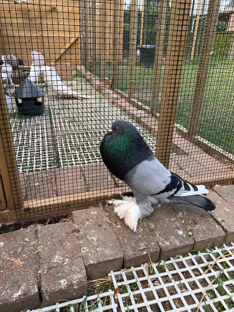 Gentse kropper doffer, Dieren en Toebehoren, Vogels | Duiven, Mannelijk, Kropper