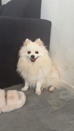 Pomeriaan kruising zoek gouden mandje, Dieren en Toebehoren, Particulier, CDV (hondenziekte), 1 tot 2 jaar, Buitenland