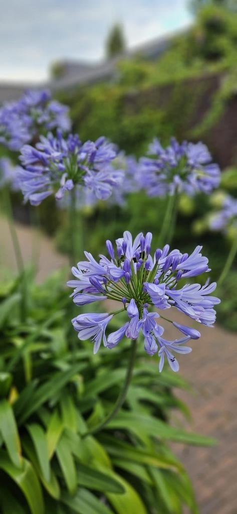 Agapantus , Afrikaanse lelie, blauw, Tuin en Terras, Planten | Tuinplanten, Overige soorten, Volle zon, Ophalen of Verzenden