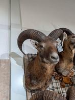 opgezet moeflon winkel borst preparaat hert taxidermie, Ophalen, Hert, Opgezet dier