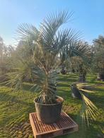 TE KOOP Mooie sierlijke palmboom BUTIA CAPITATA, Vaste plant, Halfschaduw, Lente, Ophalen