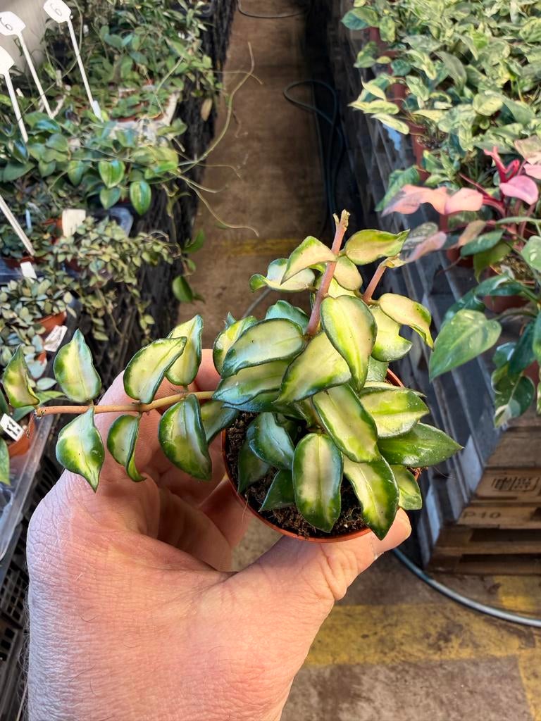 Hoya lacunosa 'Bruno' - Compacte wasbloem in 6 cm pot, Huis en Inrichting, Kamerplanten, Ophalen of Verzenden