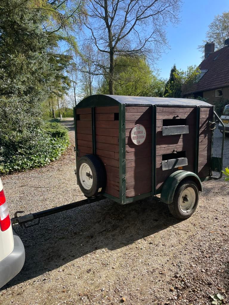 Robuust veewagentje, Schaap