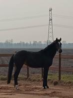 Te koop 3 jarige merrie !, Dieren en Toebehoren, Paarden, Merrie, Met stamboom, Dressuurpaard, 3 tot 6 jaar