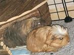 2 coronet broertjes, Dieren en Toebehoren, Cavia, Mannelijk, Januari, Tam