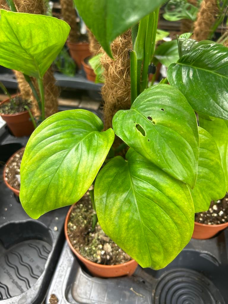 Monstera egregia met mosstok - 60cm, Ophalen of Verzenden