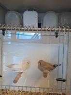 Charcoal Zebravinken, Meerdere dieren, Geringd