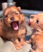 Pomeriaan pups, Keeshond, 8 tot 15 weken, Parvo, Meerdere